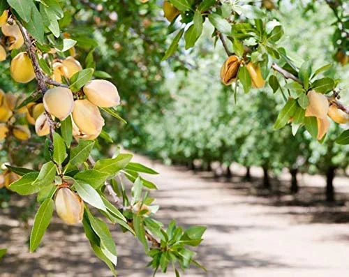 California Almonds 4 Pounds Kosher F19449
